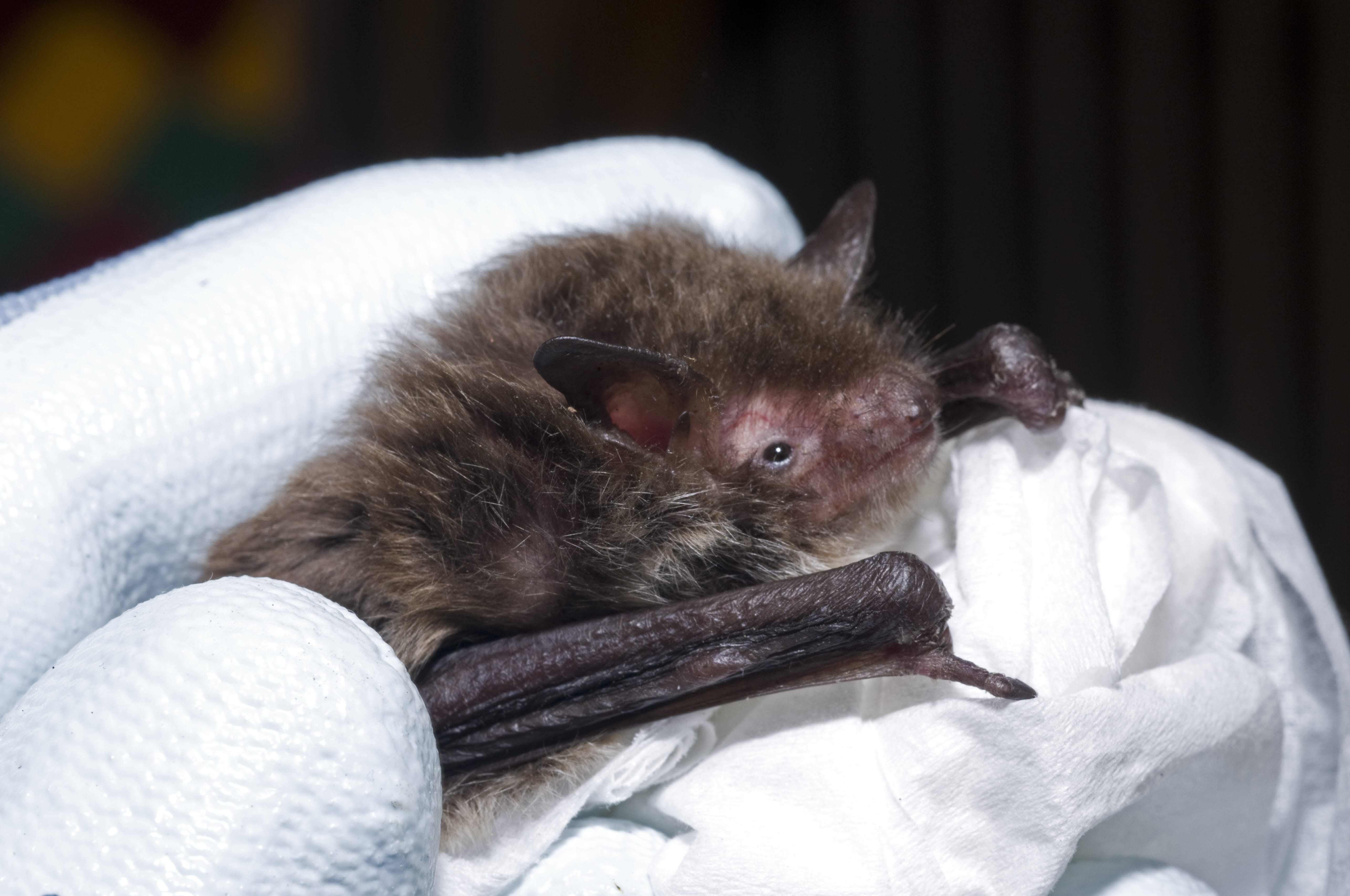 Bats and rabies in the UK How different surveillance schemes contribute to rabies risk