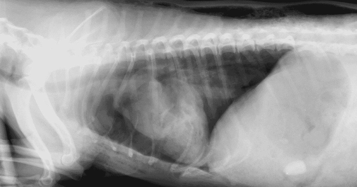 Management Of Thoracic Dog Bite Wounds Veterinary Practice