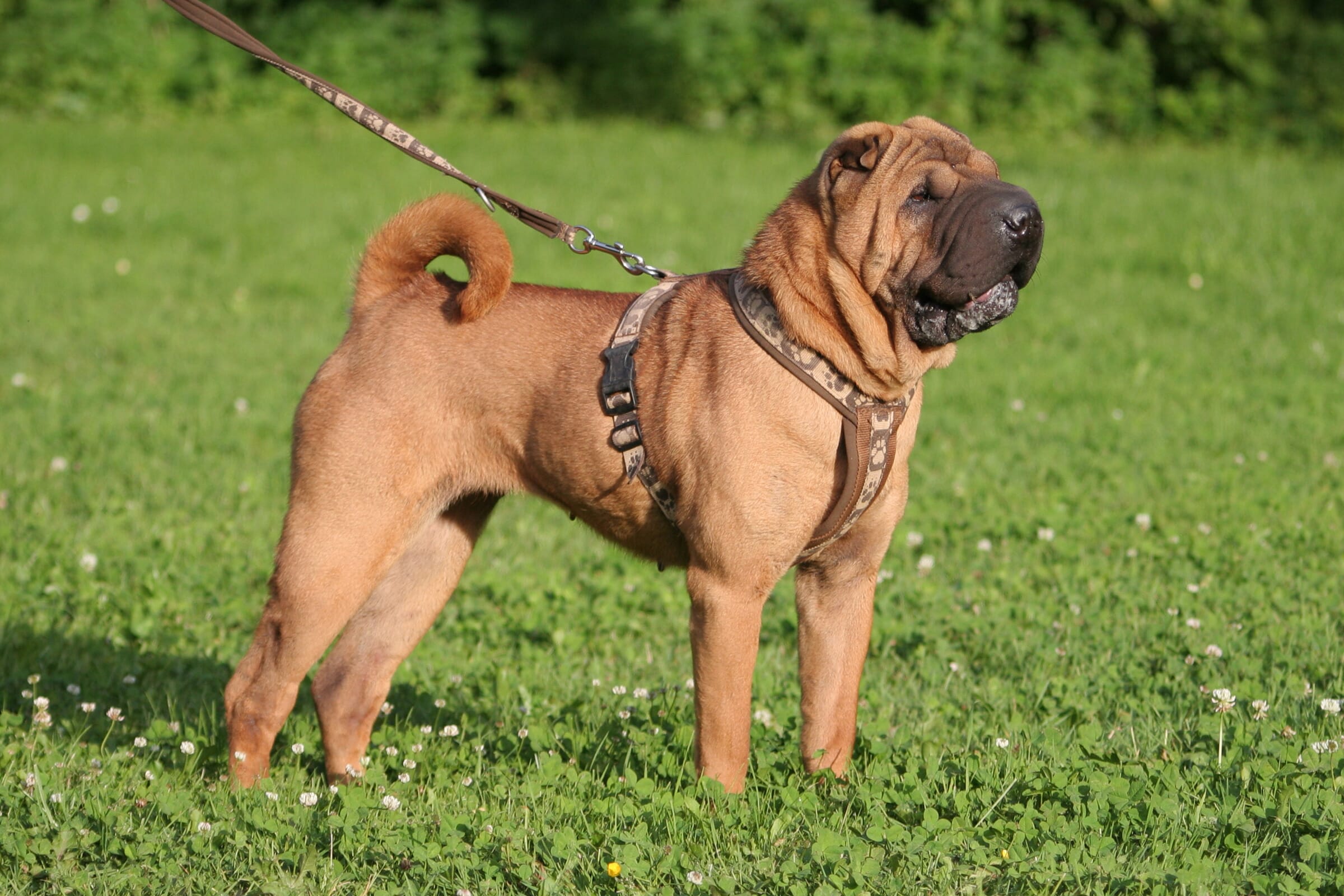 swollen hocks shar pei