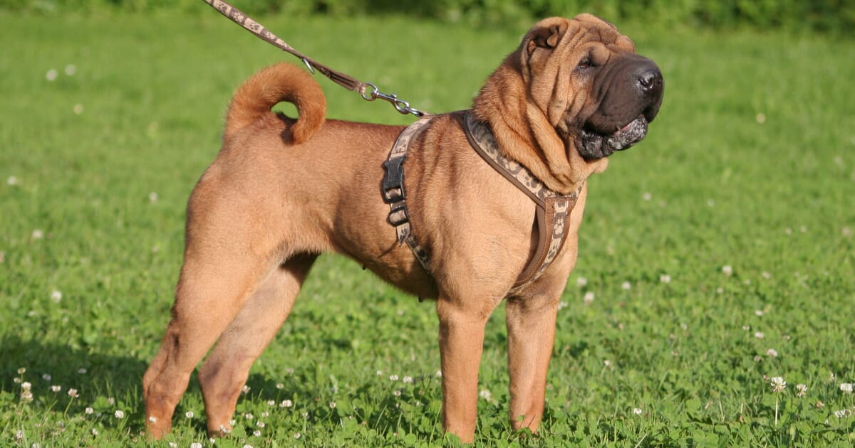 Familial Shar Pei Fever Veterinary Practice Familial Shar Pei Fever Veterinary Practice