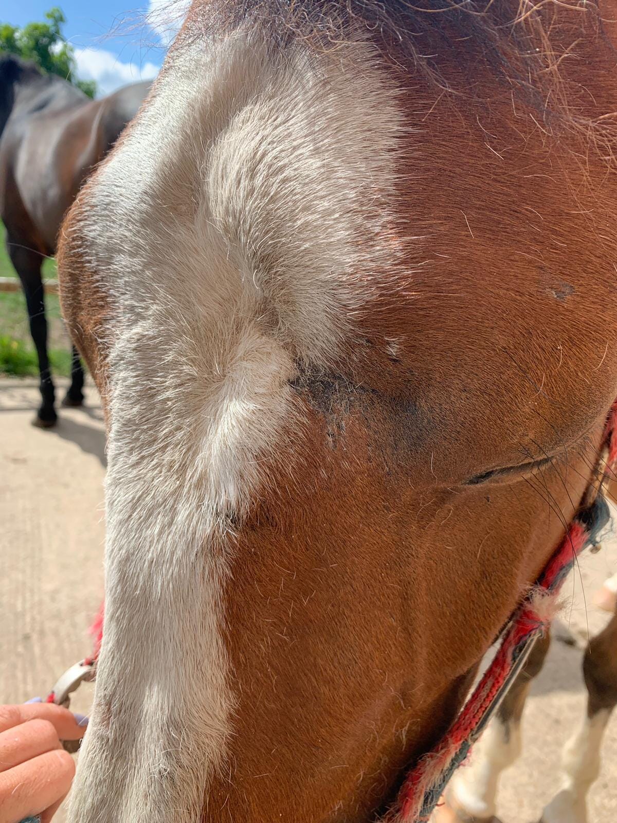 Wound management in horses Veterinary Practice