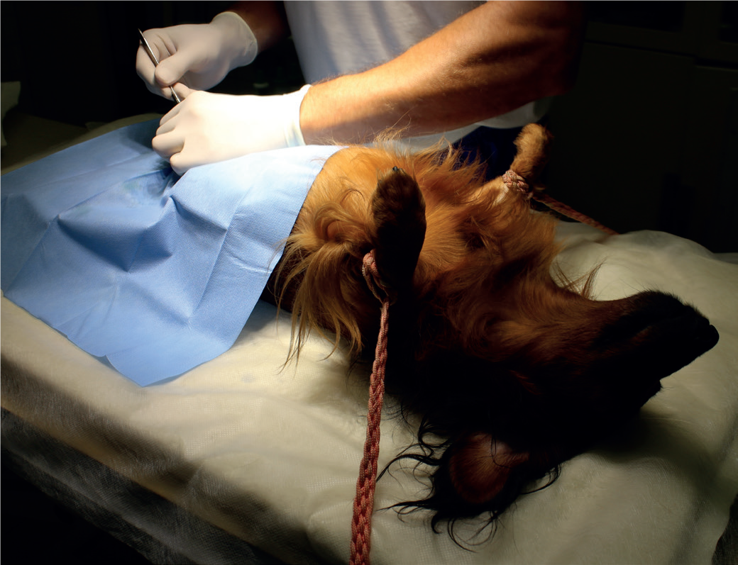 what is castration in dogs