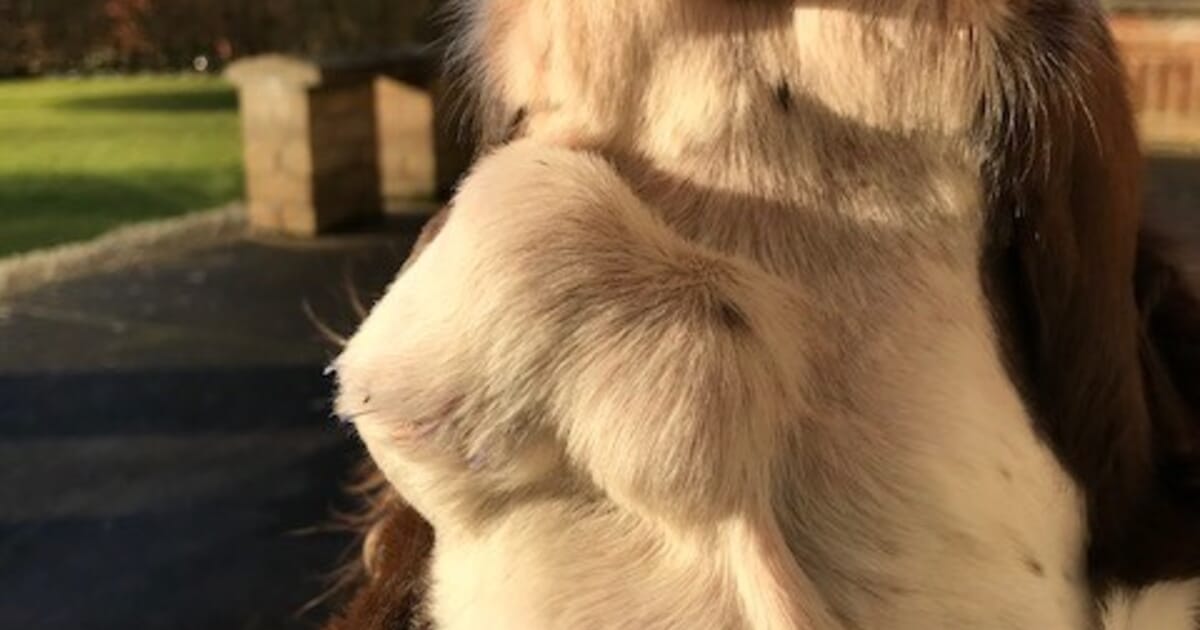 New Approaches In Canine Multicentric Lymphoma Veterinary Practice