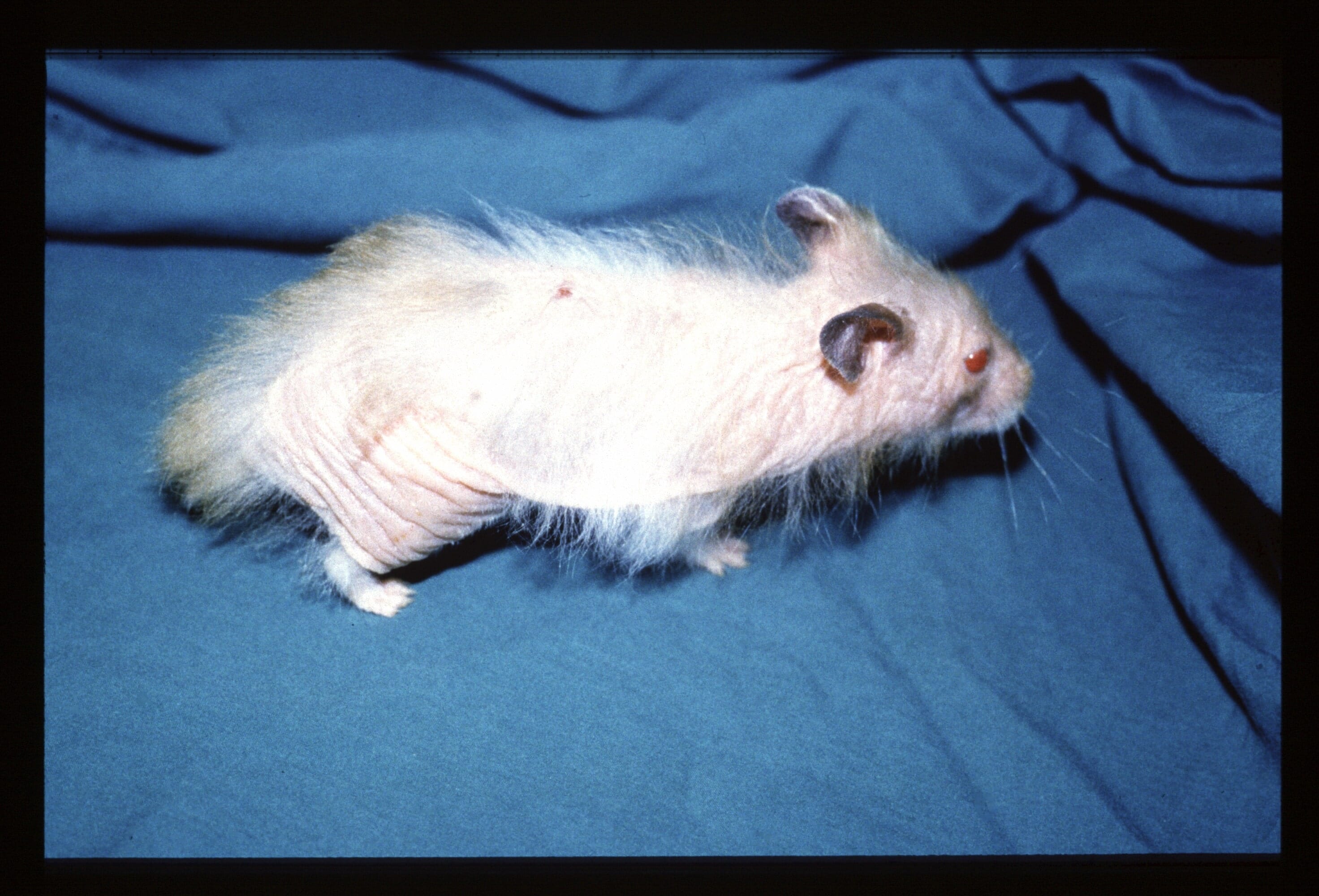 Demodicosis in the hamster | Veterinary 