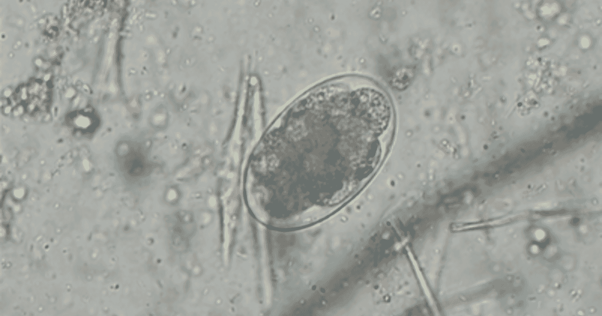 canine hookworm dermatitis