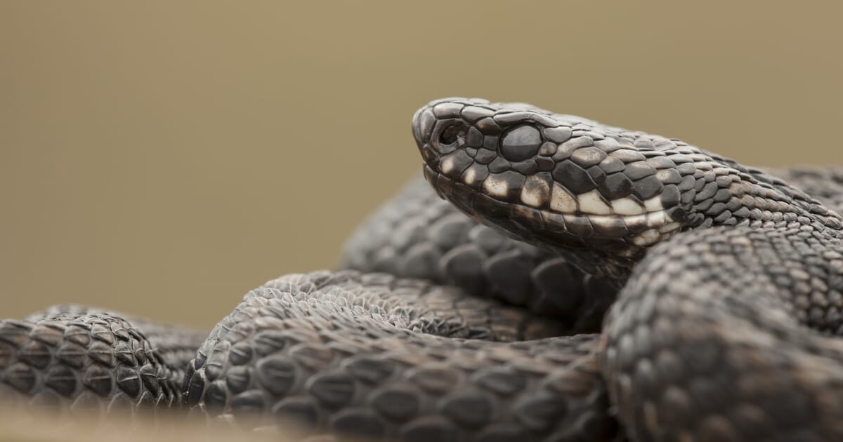 Should Dogs Bitten By European Adders Be Given Antivenom Veterinary Practice