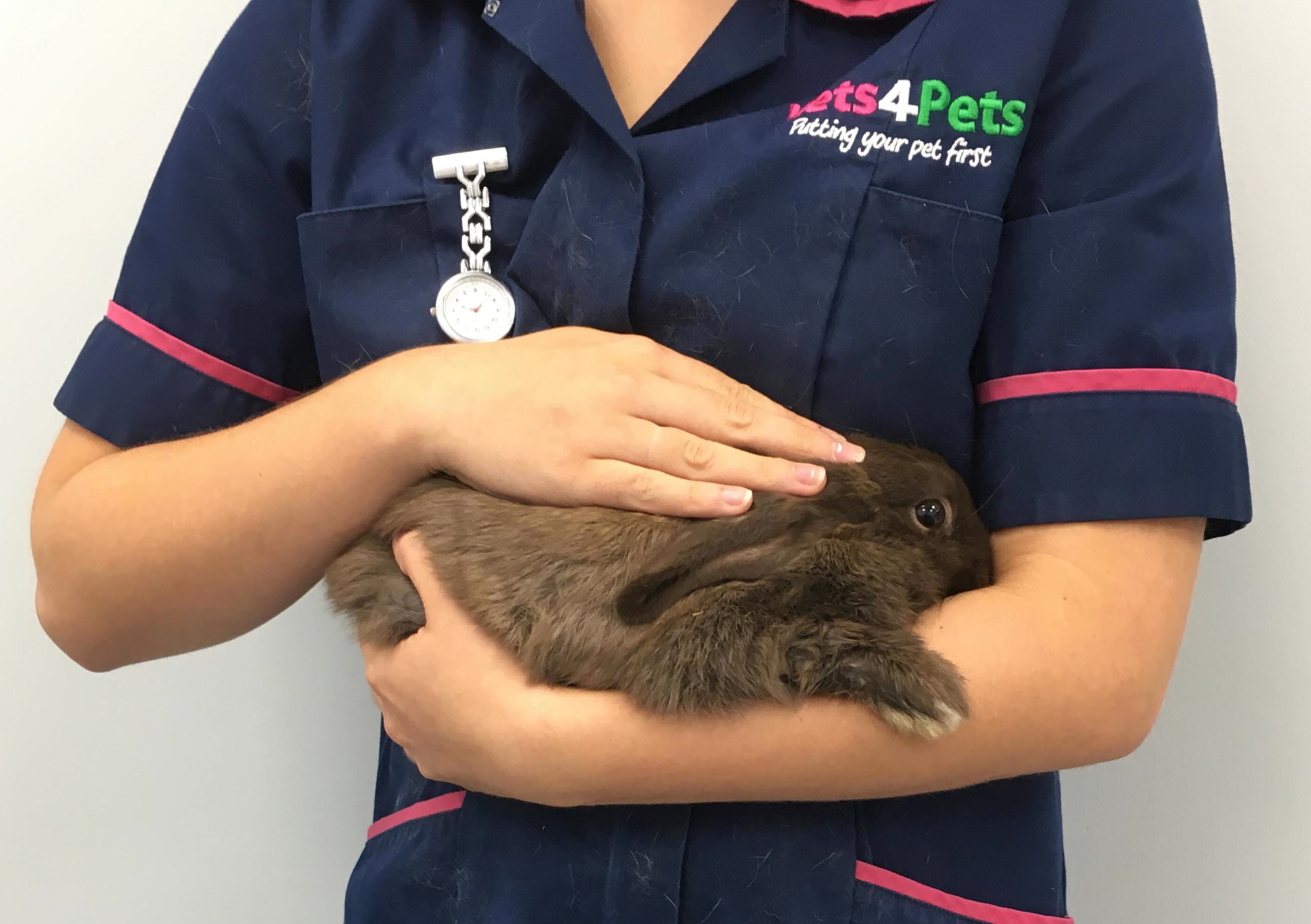 vets that specialize in rabbits