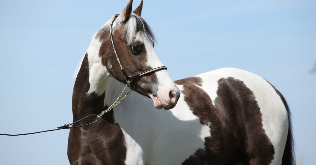 What Are The Options For Oestrus Suppression In Mares Veterinary Practice What Are The Options For Oestrus Suppression In Mares Veterinary Practice