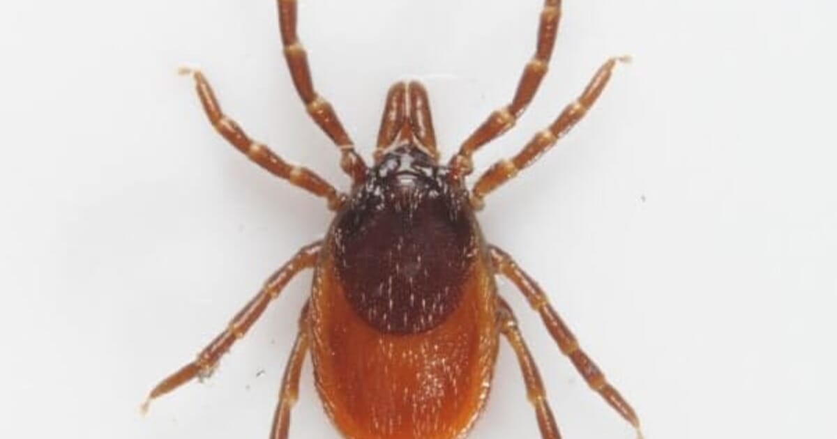 The Risk Of Lyme Disease Exposure To Uk Dogs Veterinary Practice