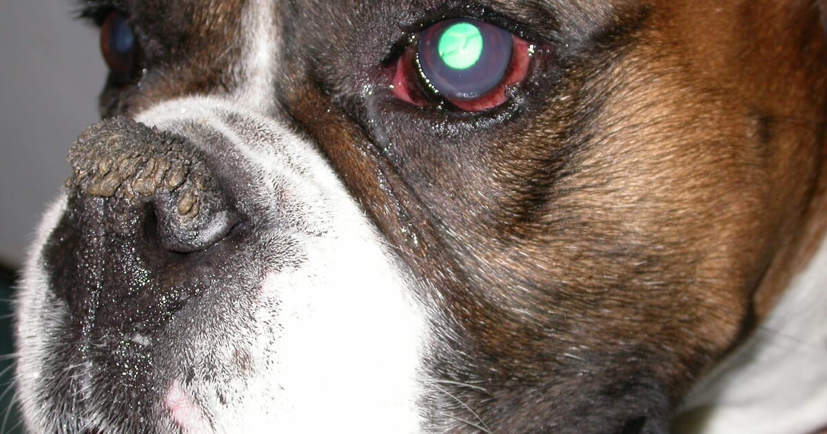 Dealing with the painful eye Veterinary Practice