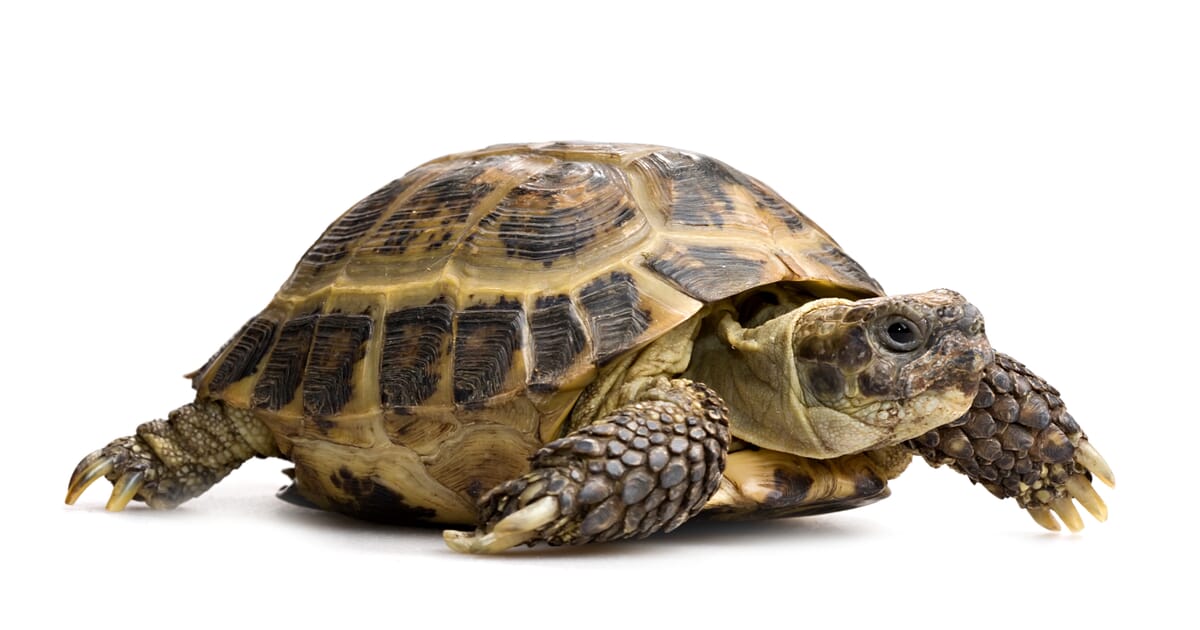 Download Anorexia In Tortoises Veterinary Practice For iPhone Get Wallpaper Anorexia In Tortoises Veterinary Practice Desktop Wallpaper Free