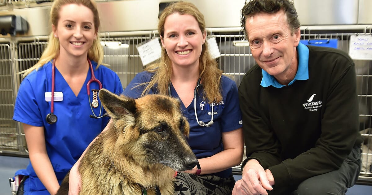 The role of vets in animal charity work | Veterinary Practice