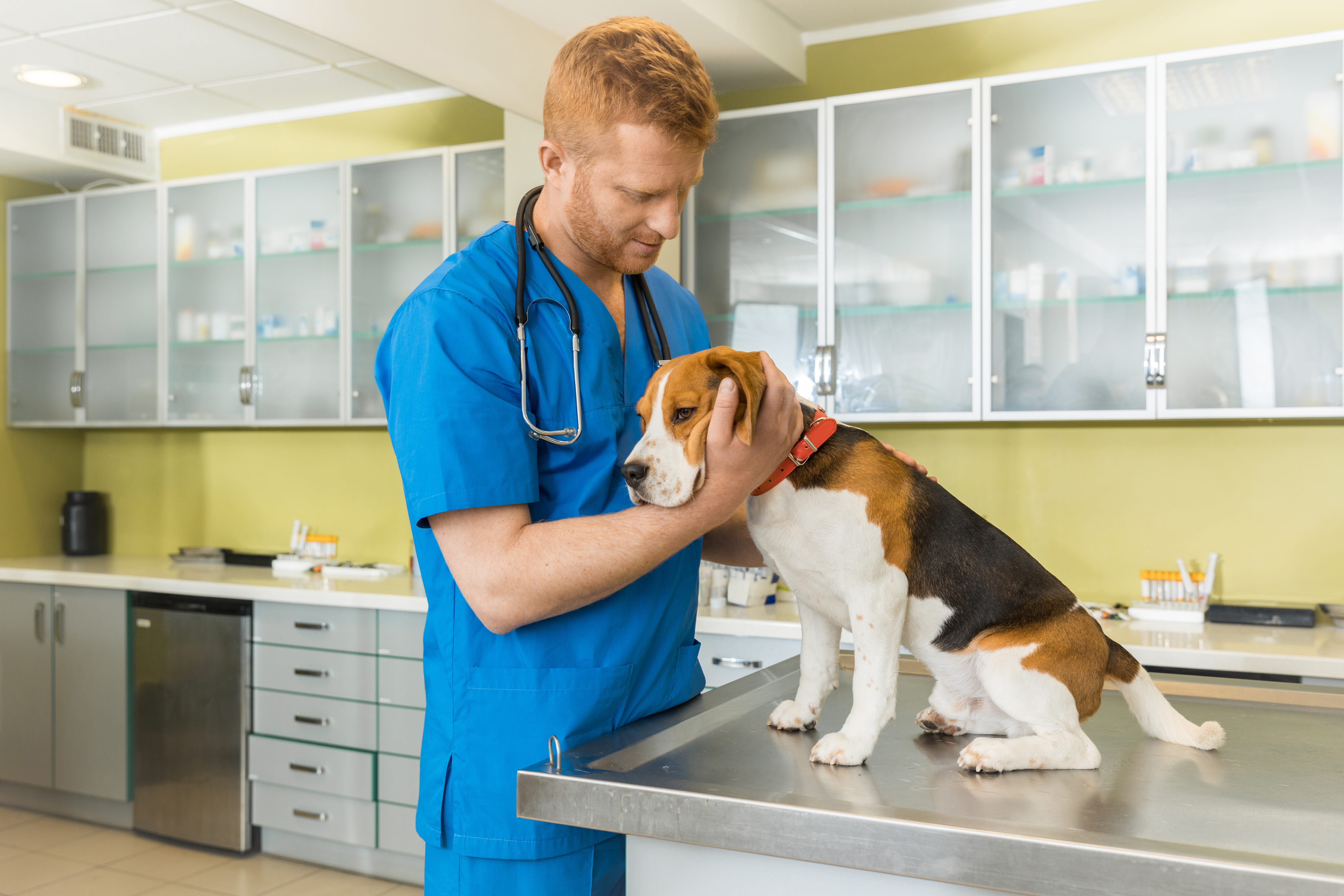 cost of anti seizure medication for dogs