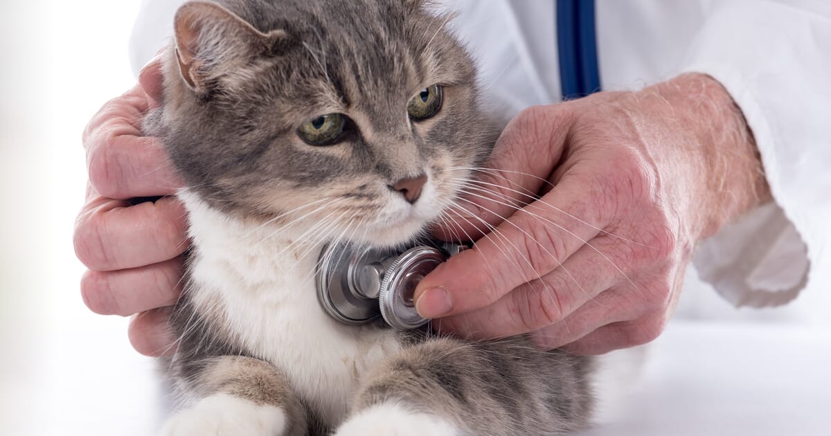 Heart disease in cats identifying and managing feline heart disease in