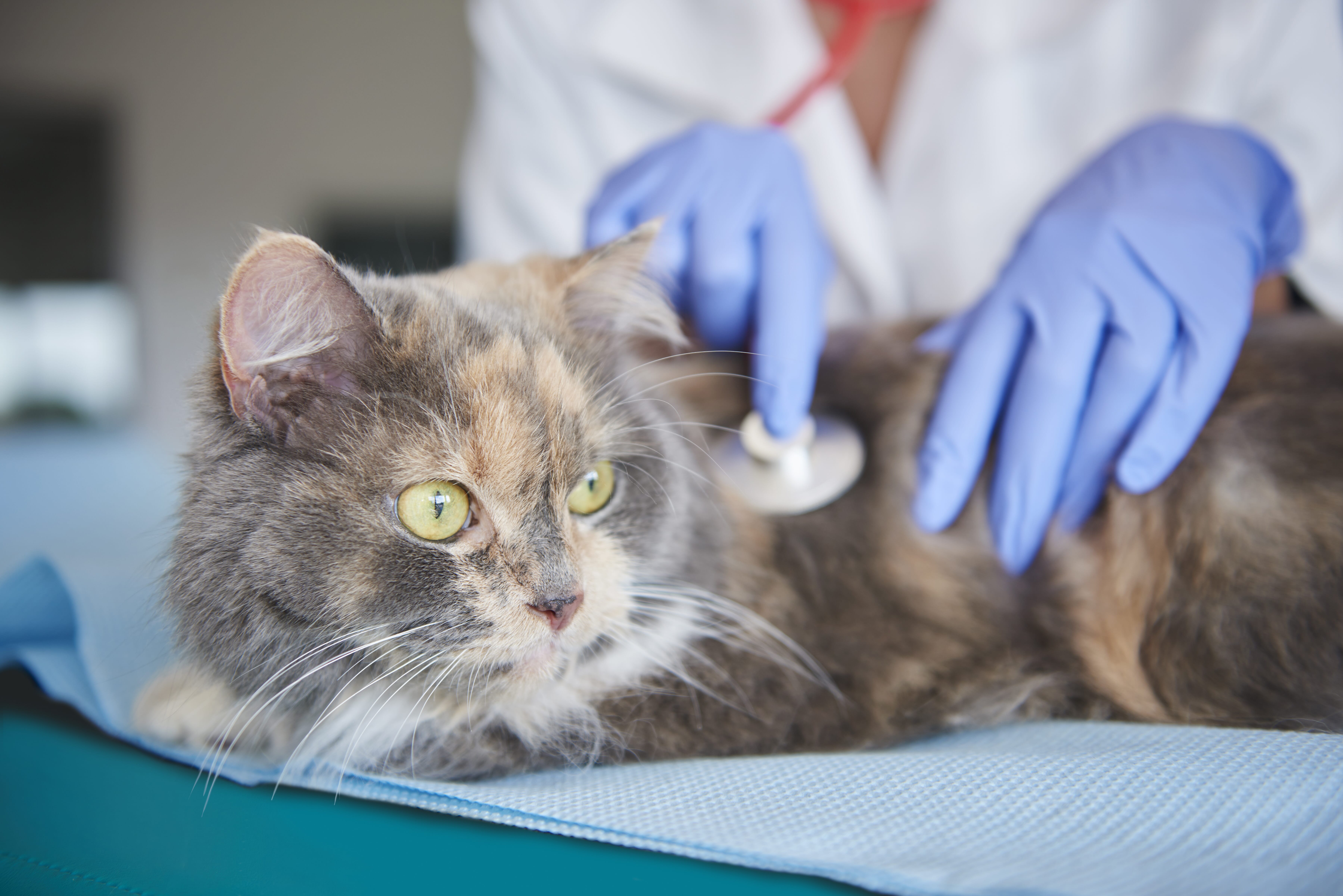 feline hepatic lipidosis home treatment