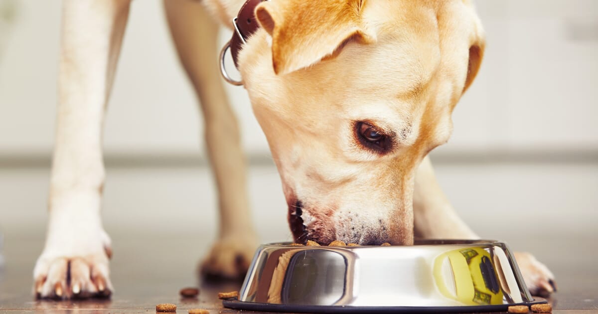 The Nutritional Management Of Cats And Dogs With Hepatic Disorders Veterinary Practice