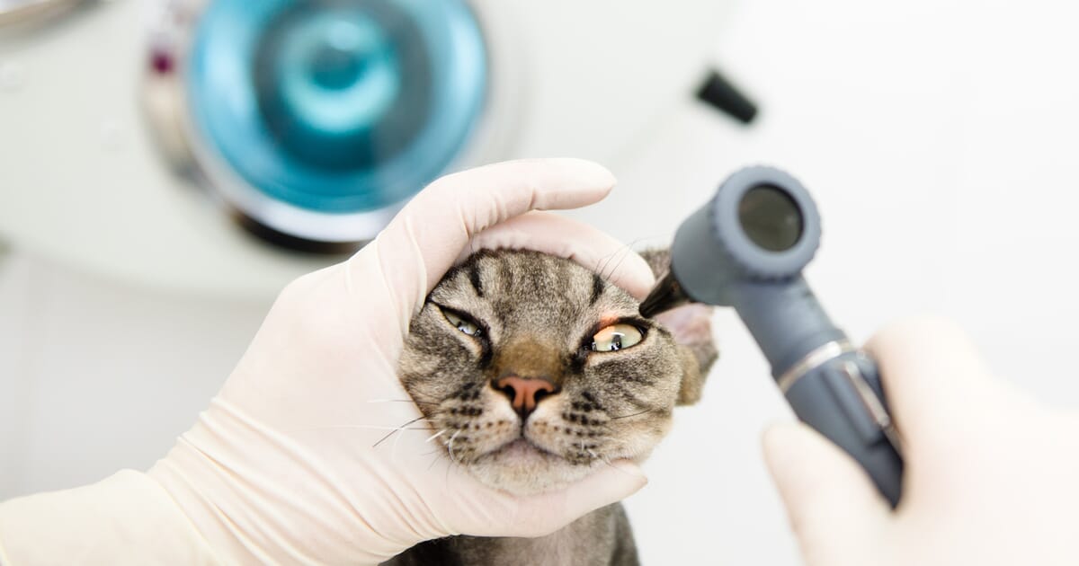 Keep The Atropine Within Arm S Reach Veterinary Practice