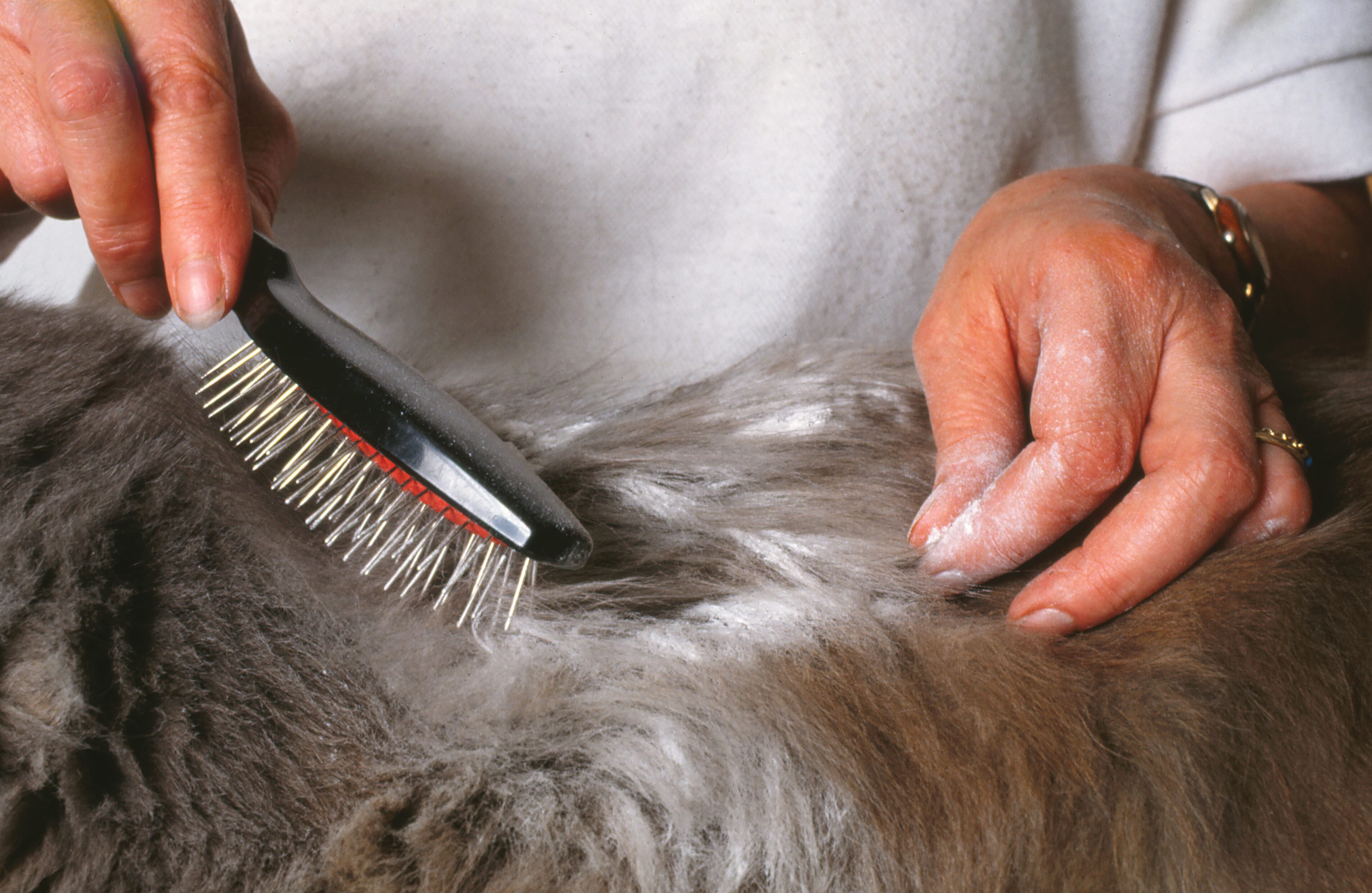 dog scabies treatment over counter