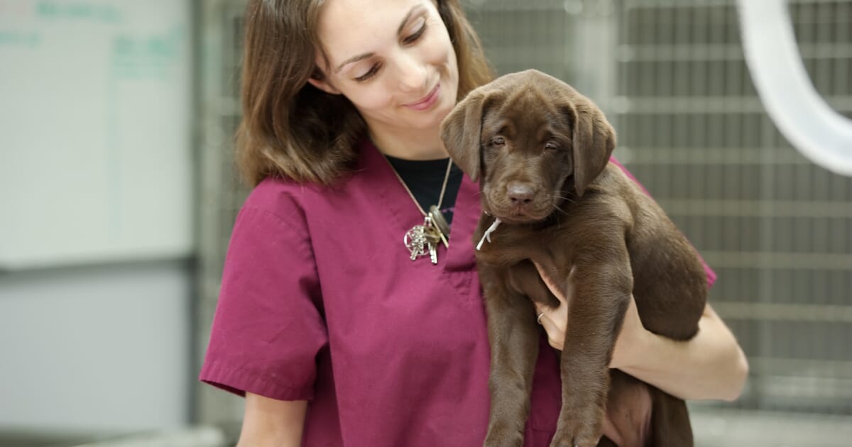 Encouraging Vets To Be Generalists Veterinary Practice
