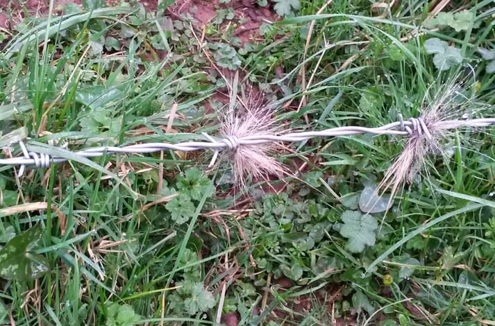 Badger hair snagged on wire fence
