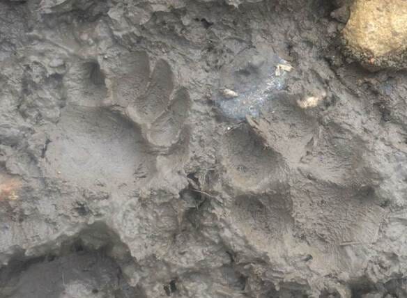 Badger (left) and fox (right) footprints