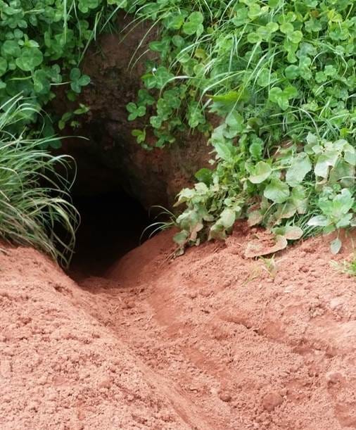 Badger sett with spoil heap