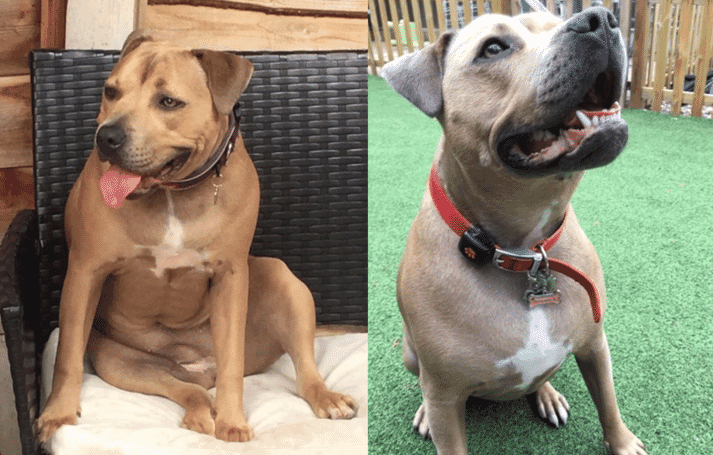 Using the PitPat activity monitor, Yvonne helped Nala, a two-year-old Staffordshire Bull Terrier, lose 3kg to reach a healthier weight