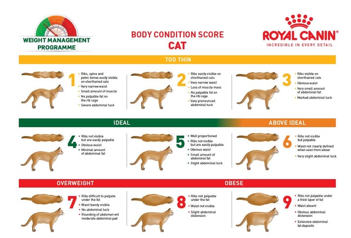 FIGURE (3) The Royal Canin cat body condition score sheet is used to communicate with owners about obesity