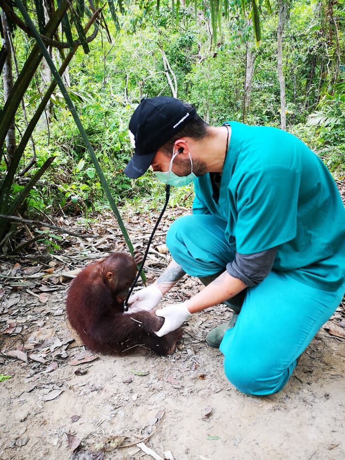 FIGURE (1) Anaesthesia can be required in orangutans living in conservation centres for a variety of reasons, such as health screening. Pictured here is the author performing auscultation as part of a health check for an infant orangutan