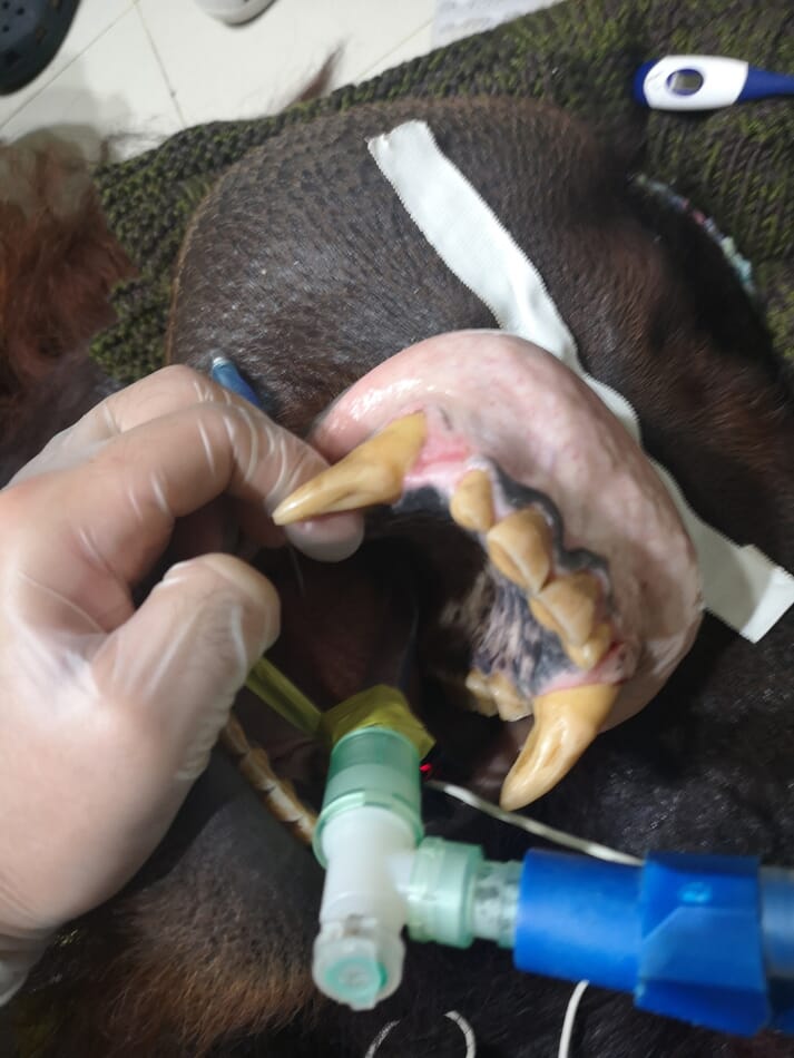 FIGURE (2) In the surgery setting, endotracheal intubation is performed as standard to allow maintenance of anaesthesia. Note the intubated orangutan’s canines, able to inflict serious injury
