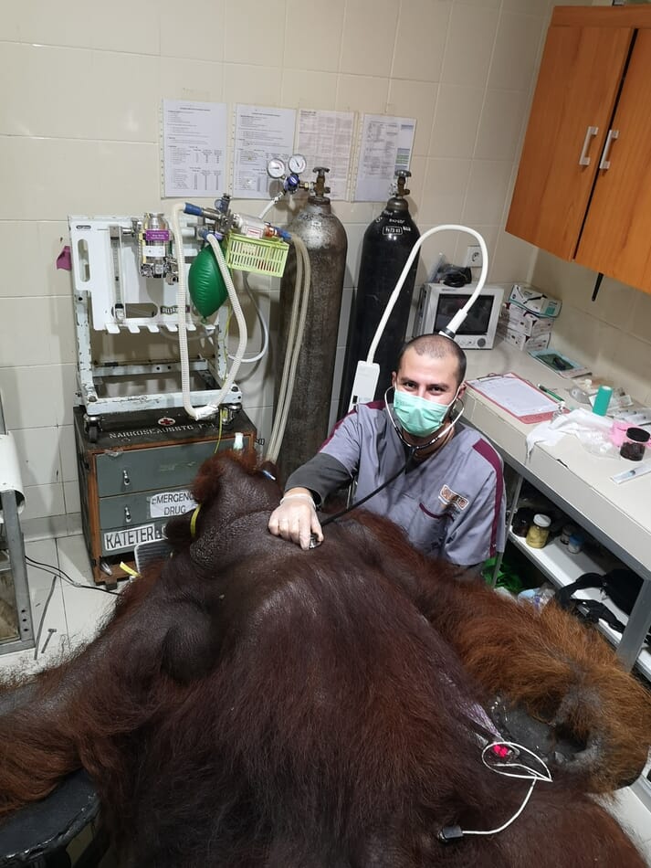 FIGURE (3) Monitoring under anaesthesia is essential both in the field and in a hospital setting; pictured here is the author monitoring the anaesthesia of a male adult orangutan