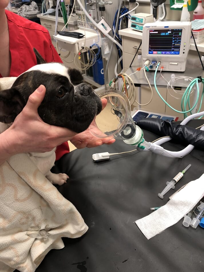 Figure (2) A “head-up induction”, keeping the patient’s head elevated until the endotracheal tube is inflated, can be useful to lower the risk of gastric reflux