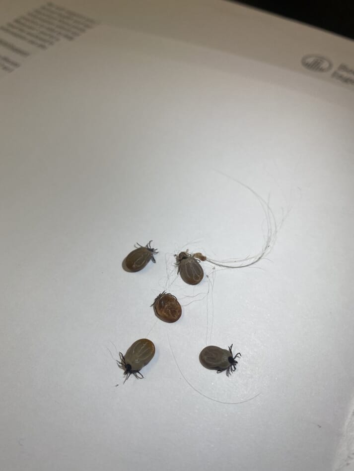 Figure (1) Ixodes ricinus are the main vector of TBEV in Central and Western Europe. Pictured here are engorged females