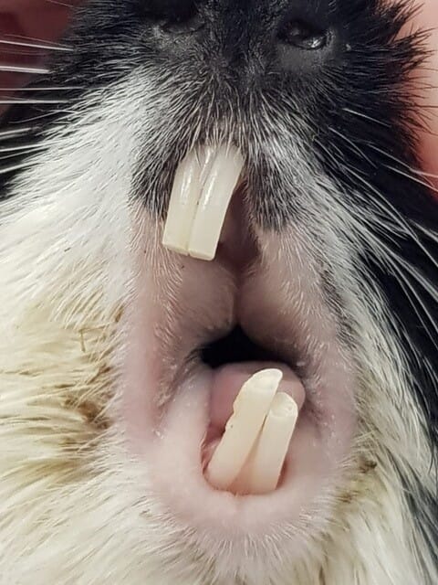 FIGURE (1) Incisor malocclusion can indicate molar disease and abnormal wear, pictured here in a guinea pig