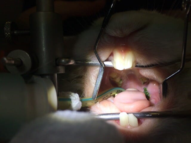 FIGURE (2) Examining patients under general anaesthesia with a dental gag and cheek dilators in place allows a full, unhindered oral examination