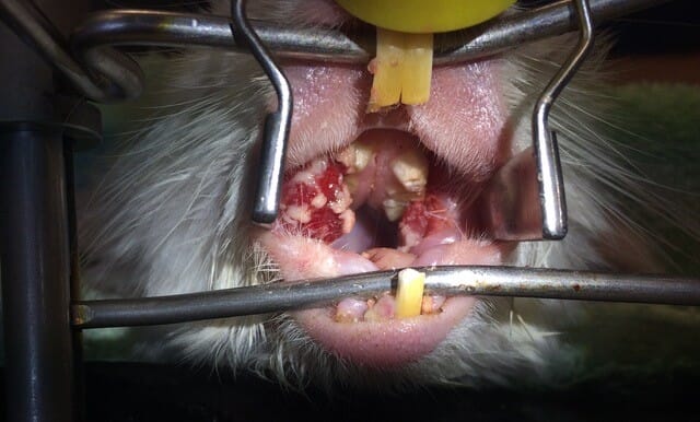 FIGURE (5) This chinchilla presented with severe buccal mucosal ulceration due to molar spurring. This was visible on conscious dental examination