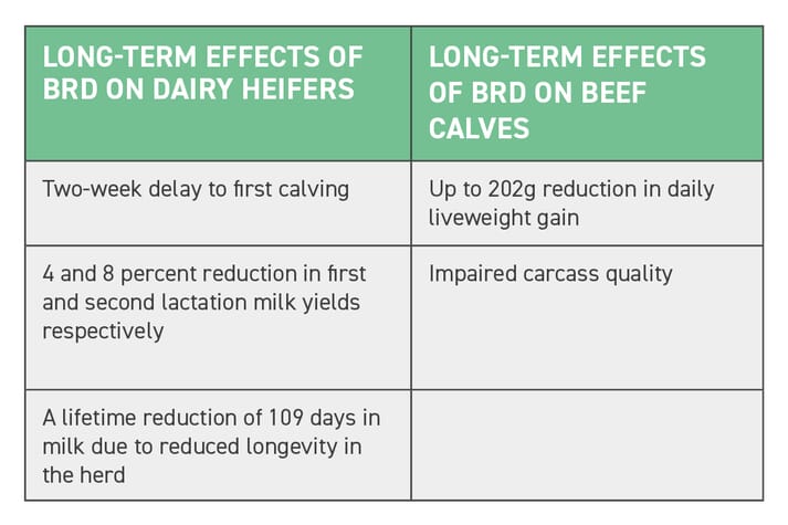 TABLE (1) BRD can have long-term effects on the lifetime productivity of dairy heifers and beef calves
