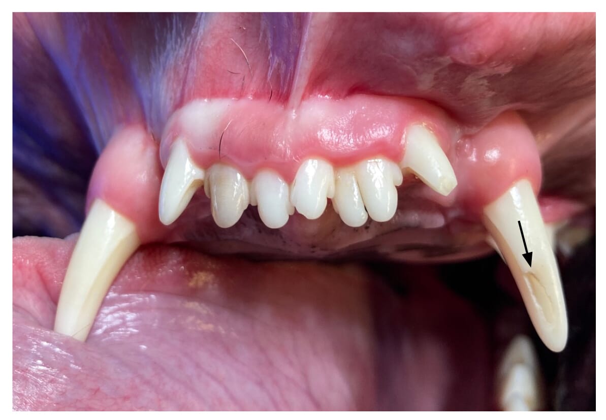 Recognising malocclusion in dogs and cats Veterinary Practice