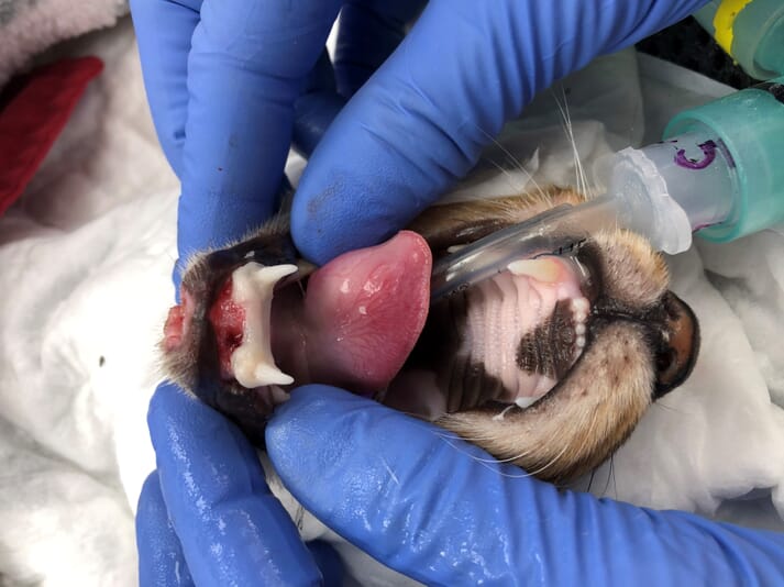 FIGURE (1) With the acrylic splint in place, the patient will have normal occlusion so can use their mouth to eat normally