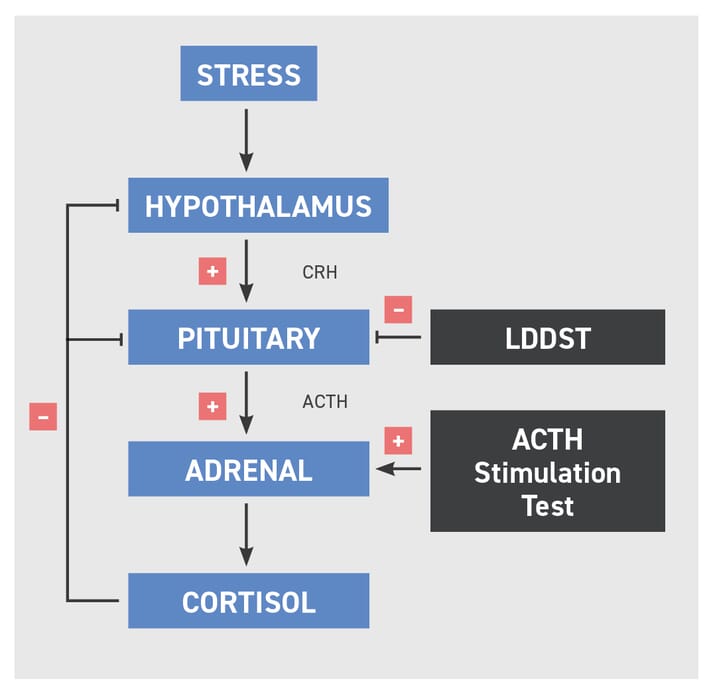 FIGURE (1) The hypothalamic–pituitary–adrenal axis, with the sites of action of suppression and stimulation tests. ACTH: adrenocorticotropic hormone; CRH: corticotropin releasing hormone.