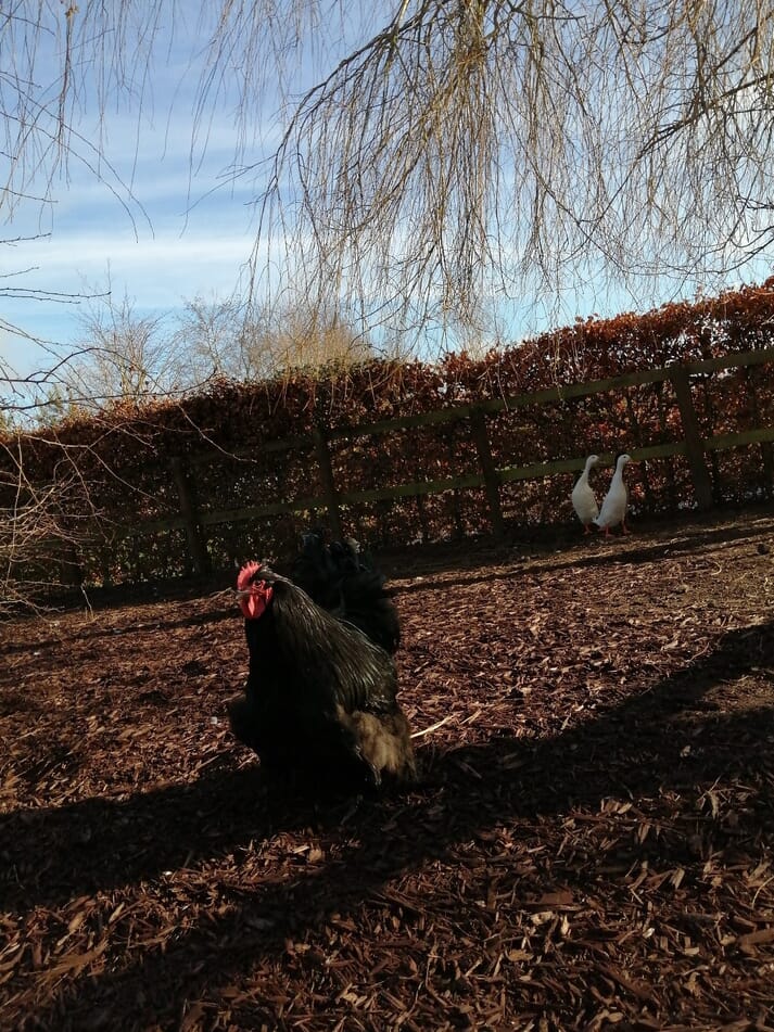 FIGURE (2) Consider separate housing for your birds if possible to avoid mixing different species of birds together