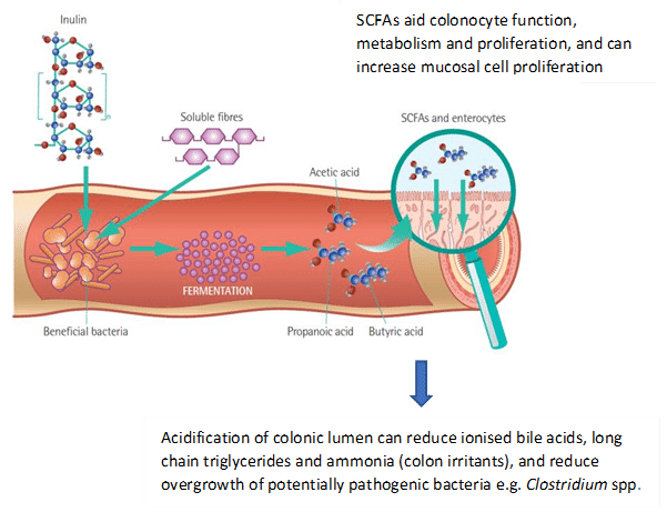 FIGURE (2) Inulin, beet pulp and oligosaccharides can have prebiotic properties; they are incorporated into some gastrointestinal diets and have demonstrated benefits on digestive health. They stimulate growth of “beneficial” bacteria and are fermented to short-chain fatty acids (SCFAs), an energy source for colonocytes. SCFAs act as energy sources for the host, regulate intestinal motility and provide growth factors for epithelial cells (Laflamme et al., 2012; Suchodolski, 2018; figure adapted from Nestle Purina Scientific Update on Feline Nutrition, 2011)
