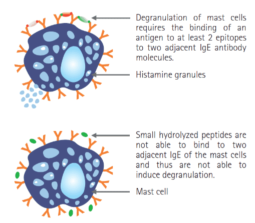 FIGURE (4) Hydrolysation of proteins can prevent degranulation of mast cells and any consequent allergic reaction which could otherwise manifest (Purina Pro Plan Veterinary Product Guide, 2015)