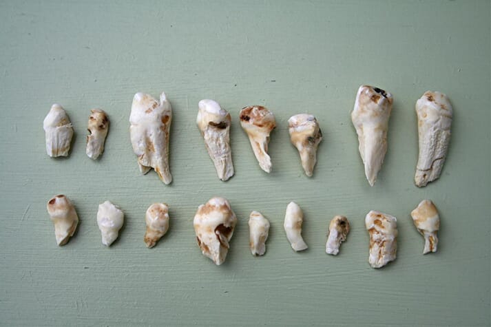 A collection of wolf teeth