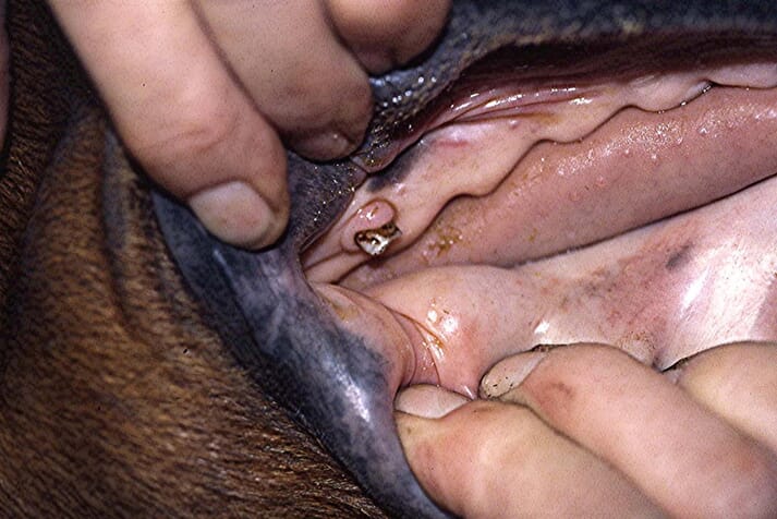 A maxillary wolf tooth in the usual position