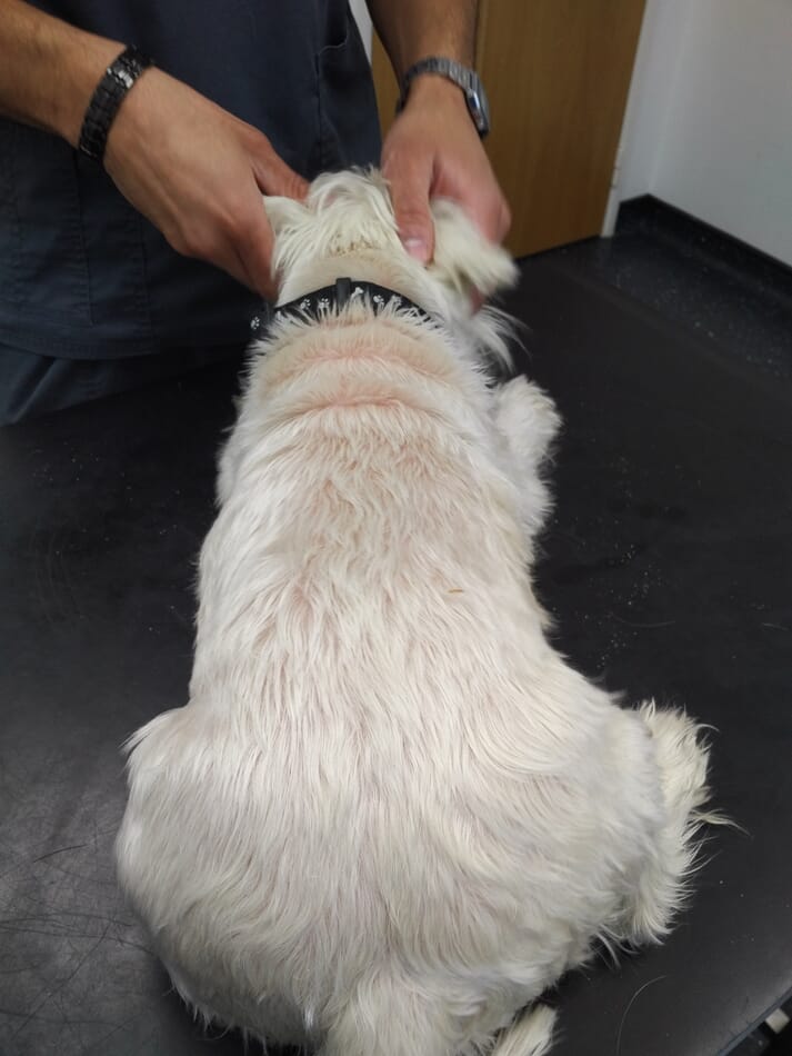 Seborrhoeic dermatitis - dog's dorsum