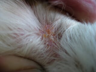 Common mites and skin disease: an overview | Veterinary Practice