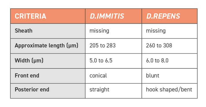 TABLE (1) Differentiating diagnostic features of Dirofilaria immitis and Dirofilaria repens microfilariae in the blood of dogs