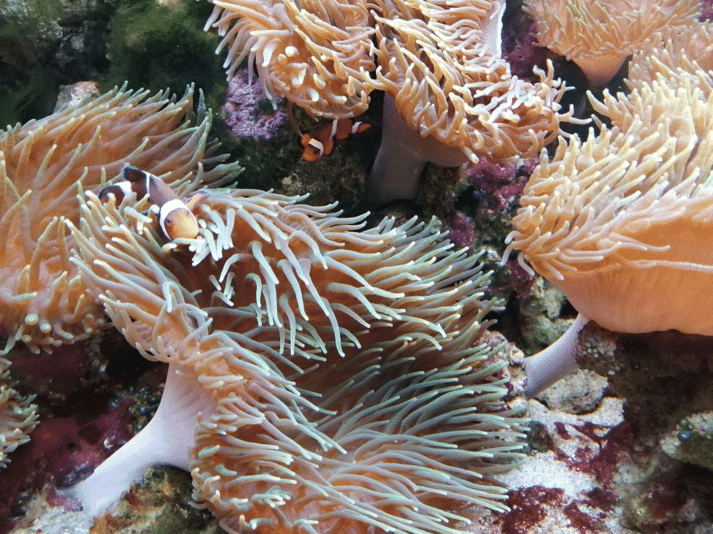 Fish and reef tank