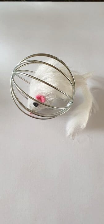 Cat toy